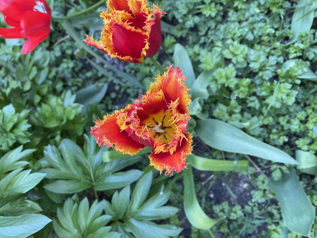 Au Jardin De La Basilique Leilighet Boulogne-sur-Mer Eksteriør bilde