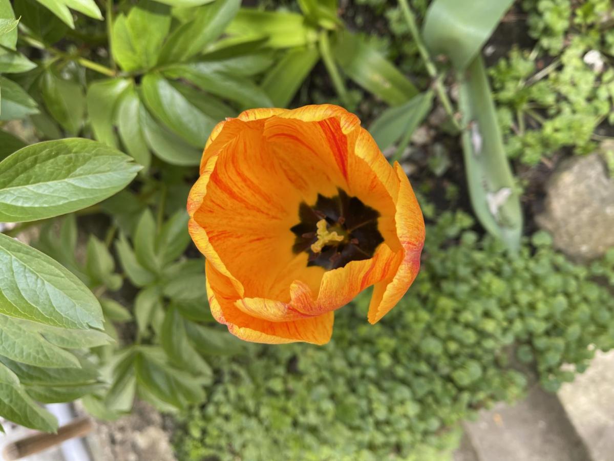 Au Jardin De La Basilique Leilighet Boulogne-sur-Mer Eksteriør bilde